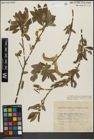 Foto von Salix pedicellata Desf.